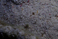 Cuapetes tenuipes