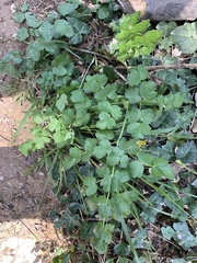 Thalictrum tuberosum