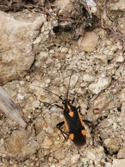 Capsodes vittiventris