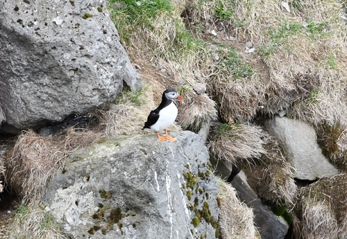 Atlantic Puffin