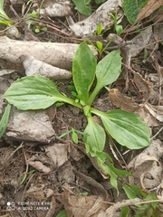 Plantago major