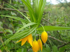 Gloriosa modesta