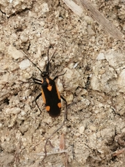 Capsodes vittiventris