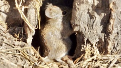 Sigmodon mascotensis