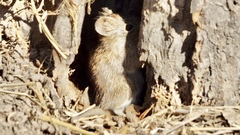 Sigmodon mascotensis