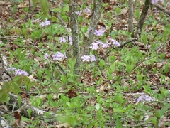 Phlox stolonifera