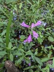 Physostegia purpurea