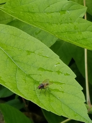 photo of Root-maggot Flies (Anthomyiidae)