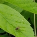 photo of Root-maggot Flies (Anthomyiidae)