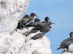 Cape Cormorant photo 1