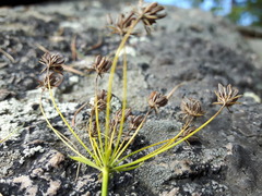 Bupleurum krylovianum