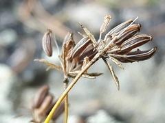 Bupleurum krylovianum