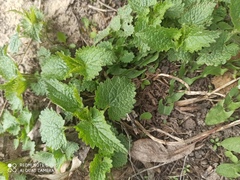 Lamium album