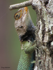 Sceloporus smaragdinus