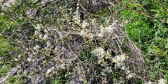 Prunus maritima