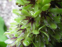 Eucomis humilis