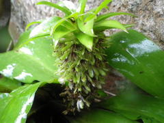 Eucomis humilis