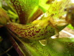 Eucomis humilis
