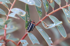 Neodiplogrammus quadrivittatus