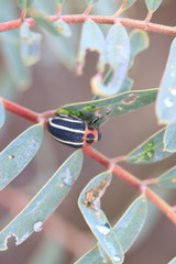 Neodiplogrammus quadrivittatus
