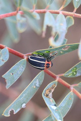 Neodiplogrammus quadrivittatus