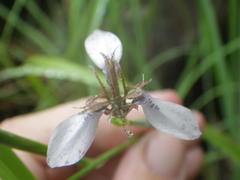 Moraea brevistyla