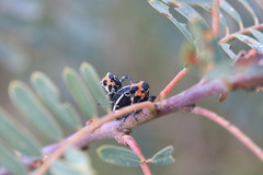 Neodiplogrammus quadrivittatus