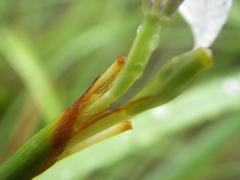 Moraea brevistyla