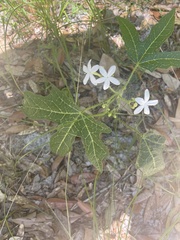 Cnidoscolus stimulosus image