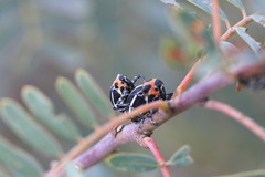 Neodiplogrammus quadrivittatus