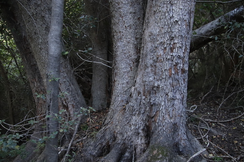 Image of Olinia ventosa by (c) Tony Rebelo, some rights reserved (CC BY-SA)