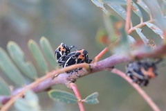 Neodiplogrammus quadrivittatus