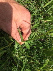 Phyteuma globulariifolium