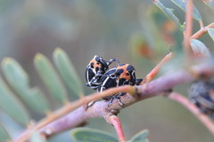 Neodiplogrammus quadrivittatus