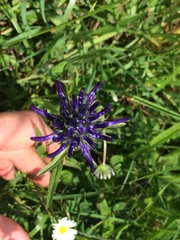 Phyteuma globulariifolium