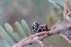 Neodiplogrammus quadrivittatus