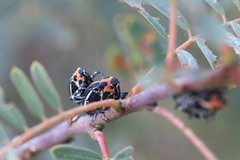 Neodiplogrammus quadrivittatus