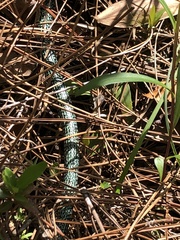 Ophisaurus ventralis