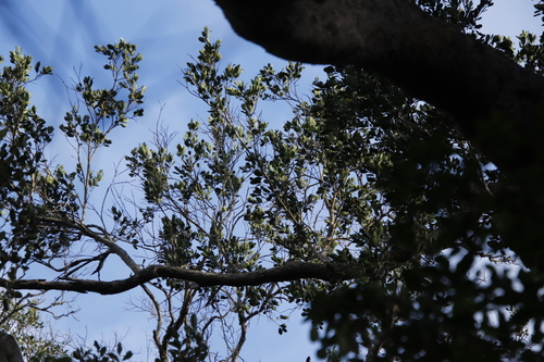 Image of Olinia ventosa by (c) Tony Rebelo, some rights reserved (CC BY-SA)