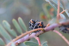 Neodiplogrammus quadrivittatus