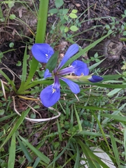 Iris savannarum