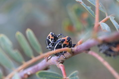 Neodiplogrammus quadrivittatus