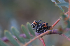 Neodiplogrammus quadrivittatus