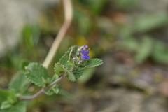 Nepeta racemosa