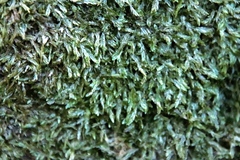 Catagonium nitens nitens