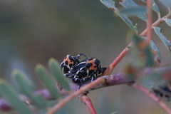 Neodiplogrammus quadrivittatus