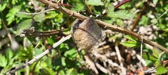 Tenodera sinensis