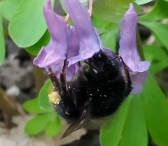 Bombus