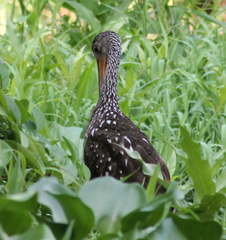Aramus guarauna