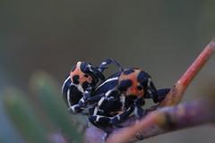 Neodiplogrammus quadrivittatus